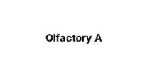 olfactory